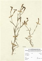 藏品(蠅子草)的圖片